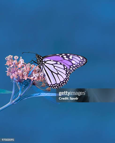 noch mehr natur in blues - milkweed stock-fotos und bilder