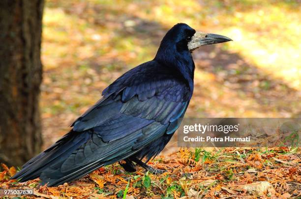 black crow (corvus frugilegus) standing in dry leaves - rook - fotografias e filmes do acervo