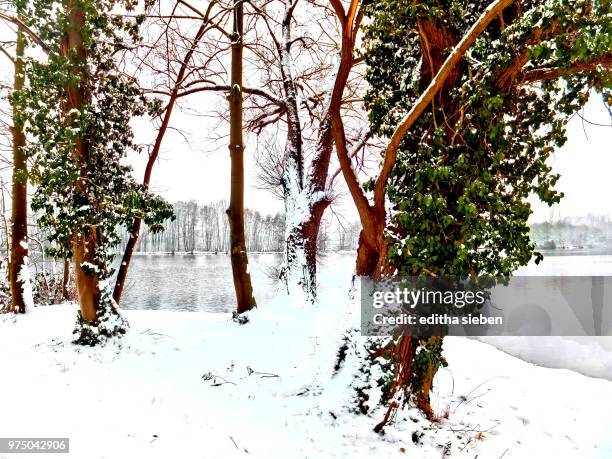 eis und schnee im januar - eis stock pictures, royalty-free photos & images