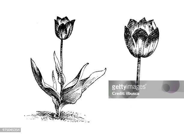 botany plants antique engraving illustration: tulipa gesneriana hative, didier's tulip, garden tulip - didier's tulip stock illustrations
