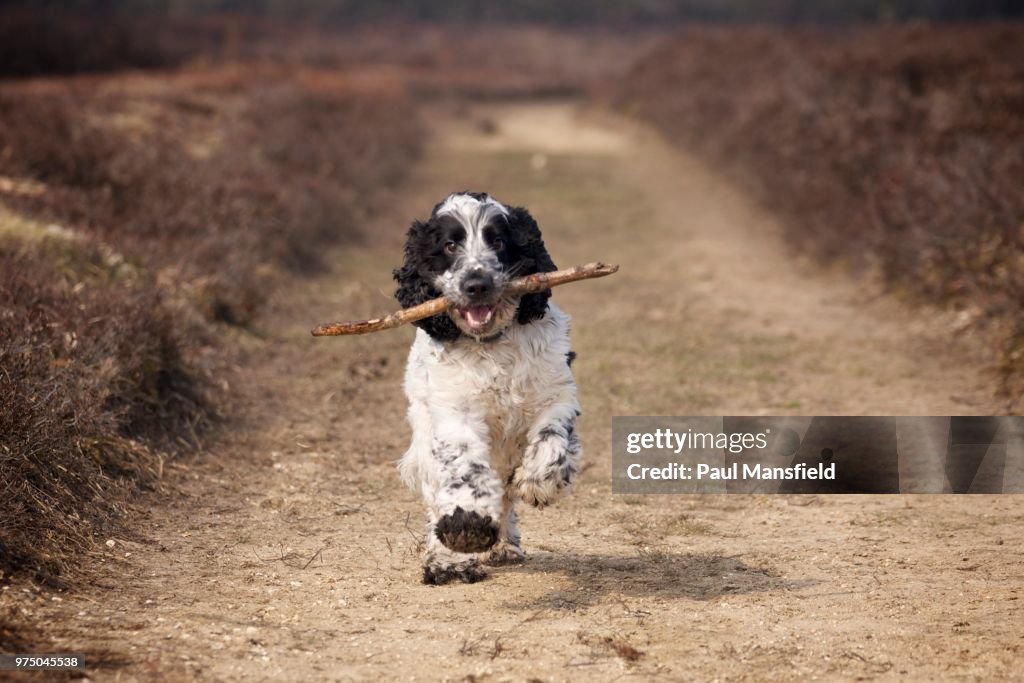 Cocker Spaniel