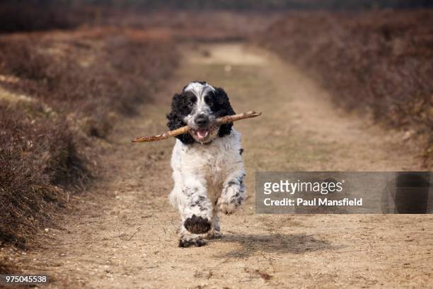 cocker spaniel - cocker spaniel stock pictures, royalty-free photos & images
