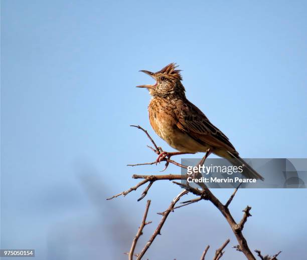 rufous-naped lark - crested lark stock pictures, royalty-free photos & images