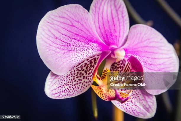 orchidea phalaneopsis - orchidea ストックフォトと画�像