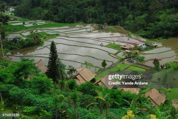 Amazing Rice Paddy 19 Rice Paddy Stock Photos, High-Res Pictures, and Images - Getty Images