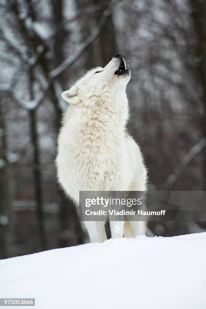 howling away - arctic wolf stock pictures, royalty-free photos & images