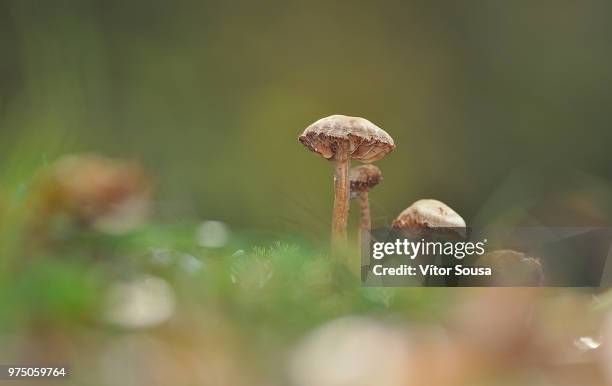 laccaria laccata - laccaria laccata stock pictures, royalty-free photos & images