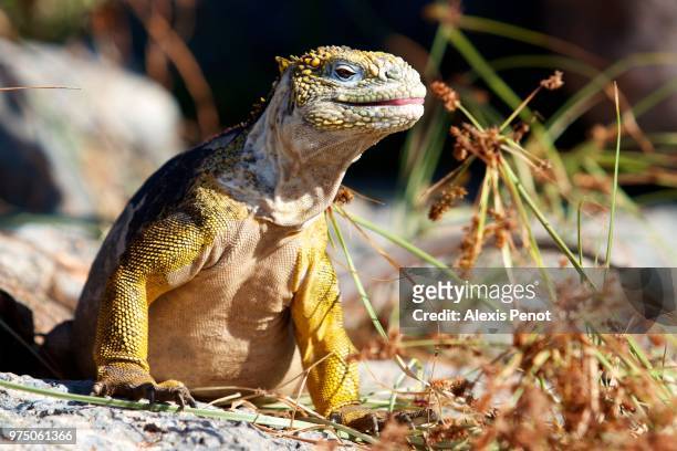iguana - galapagoslandleguaan stockfoto's en -beelden
