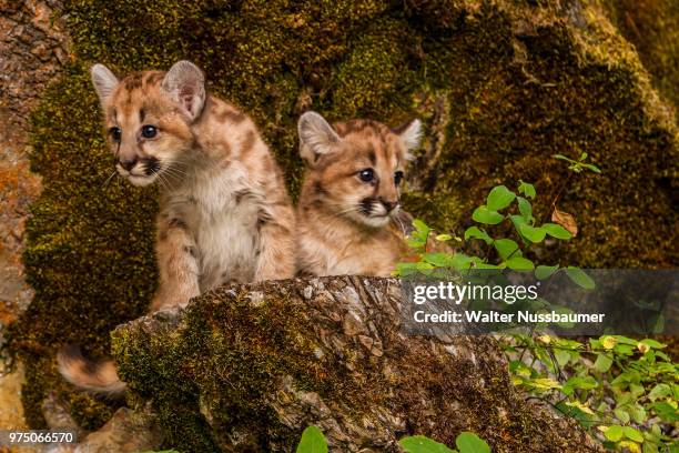 491 Mountain Lion Cub Stock Photos High Res Pictures And Images 491-mountain-lion-cub-stock-photos-high-res-pictures-and-images