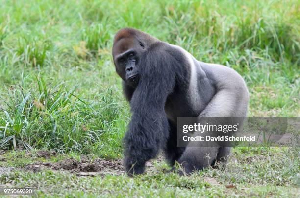 portrait of western lowland gorilla (gorilla gorilla gorilla), bayanga, central african republic - gorille photos et images de collection