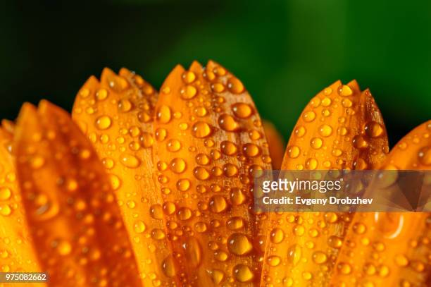 flower petals with dew drops - corn marigold stock pictures, royalty-free photos & images