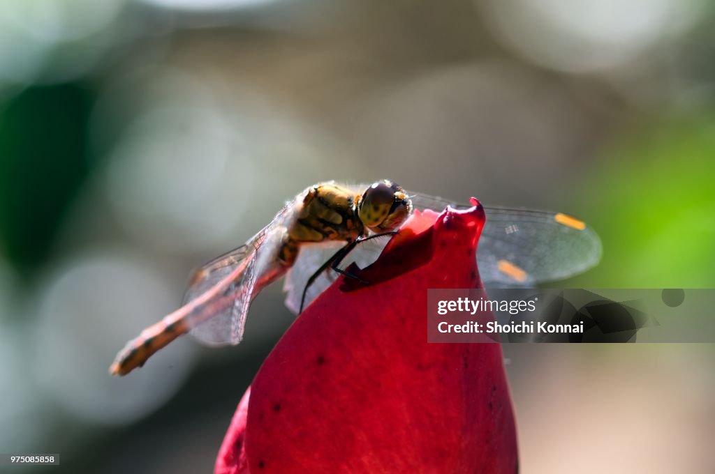 Dragonfly.