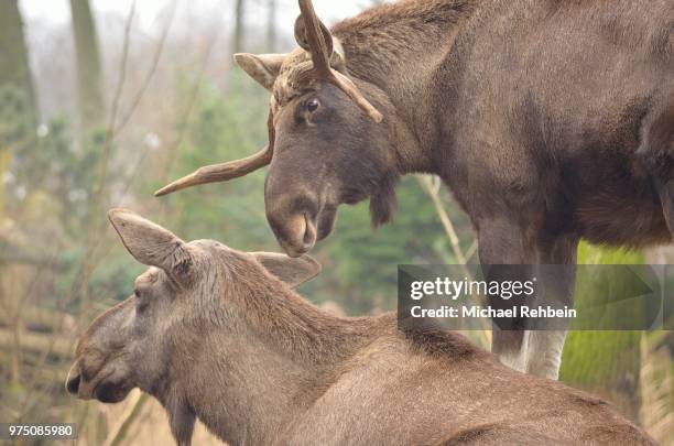 Mooses Photos And Premium High Res Pictures Getty Images mooses-photos-and-premium-high-res-pictures-getty-images
