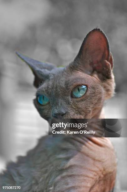 devon rex - devon rex stock pictures, royalty-free photos & images