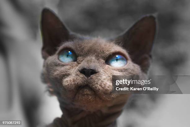 devon rex - devon rex stock pictures, royalty-free photos & images