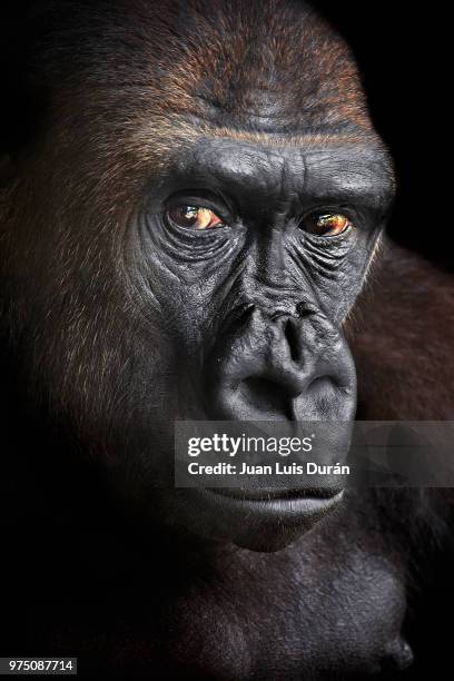 portrait of a gorilla. - primates stock pictures, royalty-free photos & images