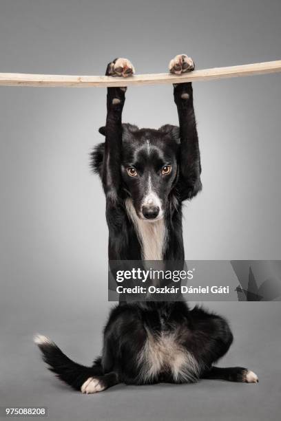 dog sitting and holding plank, sidney, australia - オーストラリアンケルピー ストックフォトと画像