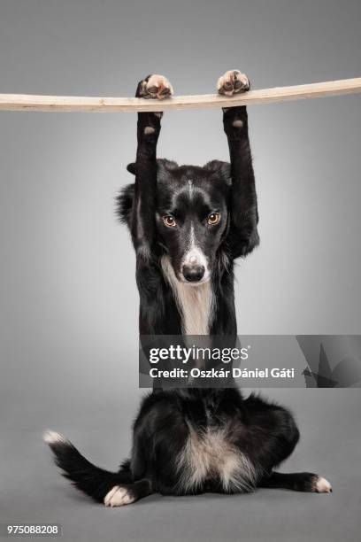 dog sitting and holding plank, sidney, australia - australian kelpie stock pictures, royalty-free photos & images