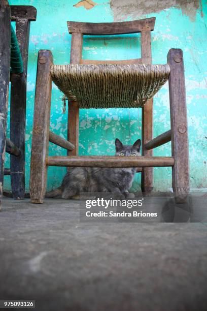 portrait of cat below chair, mascota, jalisco, mexico - mascota stock pictures, royalty-free photos & images