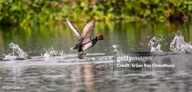 red-crested pochard, diving duck, rhodonessa rufina, taking off - rufina stock pictures, royalty-free photos & images