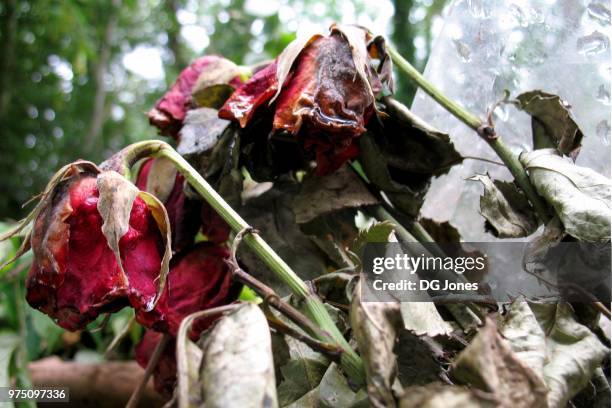Rotting Roses Background Roses Bin Photos and Premium High Res Pictures - Getty Images