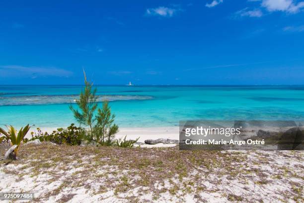 bahamas, crooked island nature - marie ange ostré photos et images de collection