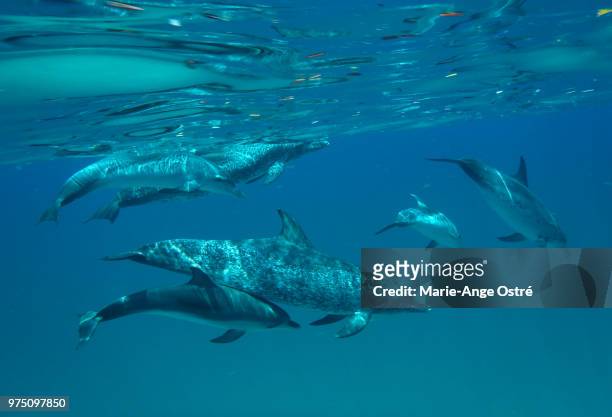 bahamas, dolphins in bimini (dauphins) - marie ange ostré photos et images de collection