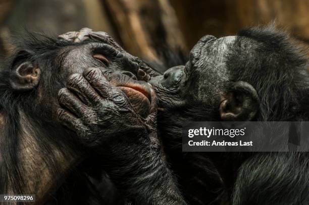 chimpanzees kissing - menschenaffe stock-fotos und bilder