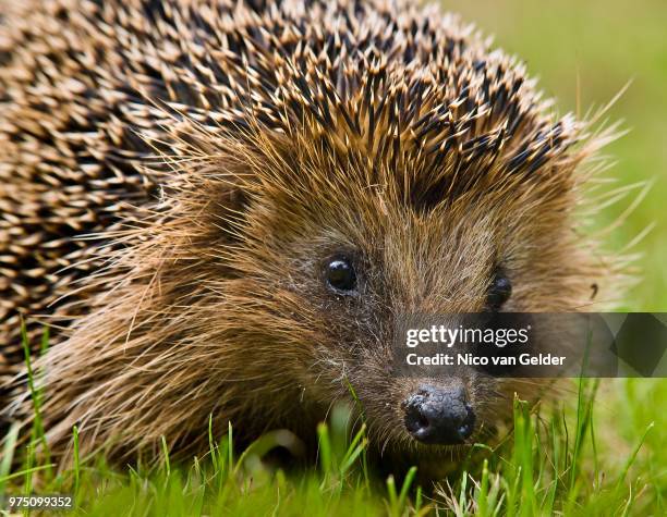 hedgehog - insectivora stock pictures, royalty-free photos & images