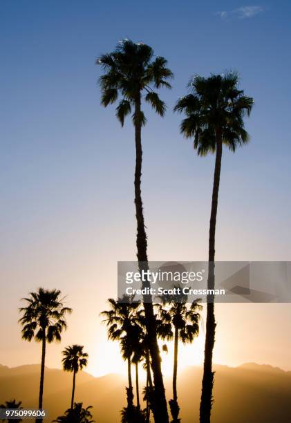 palm springs - scott cressman stock pictures, royalty-free photos & images