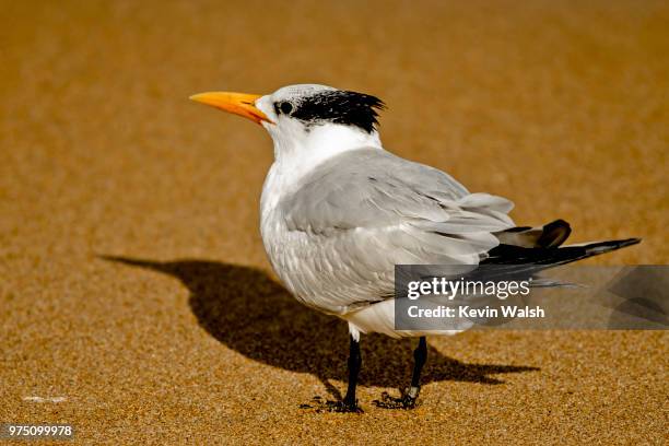 photo by: kevin walsh - royal tern 個照片及圖片檔