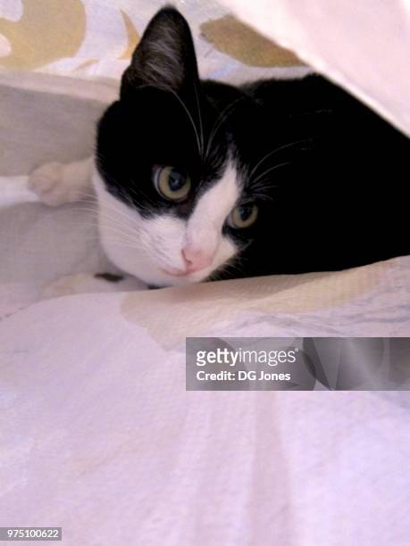 casale monferrato, piedmont, italy 07/2012 - mixed breed cat stock pictures, royalty-free photos & images