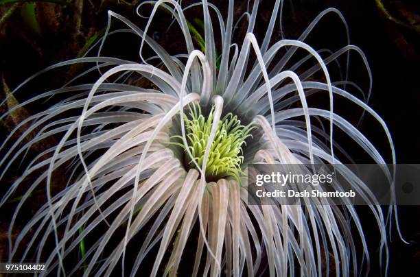 japanese tubeworm - tube worm stock pictures, royalty-free photos & images