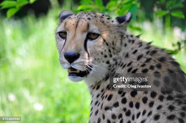 guepard - guepard stock pictures, royalty-free photos & images