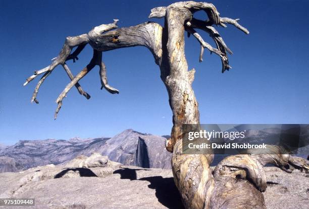 the jeffery pine on sentinel dome - bristlecone pine stock pictures, royalty-free photos & images