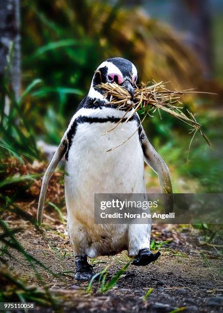 magellanic penguins (spheniscus magellanicus).  national park, the beagle channel. patagonia, chile - magellan penguin stock pictures, royalty-free photos & images