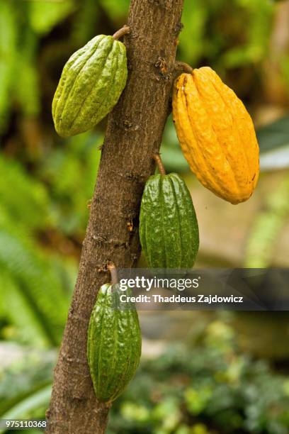 theobroma cacao - theobroma imagens e fotografias de stock