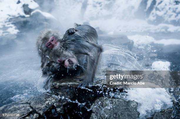 snow monkeys fighting in water, jigokudani monkey park, japan - jigokudani monkey park stock pictures, royalty-free photos & images