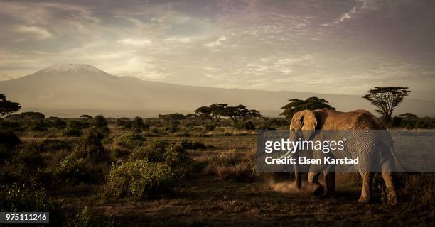 elephant walking in savannah, amboseli national park, ngongs, kenya - elefant stock-fotos und bilder