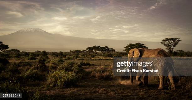 elephant walking in savannah, amboseli national park, ngongs, kenya - elephant fotografías e imágenes de stock