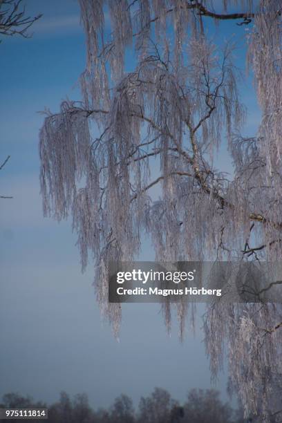 Tree Top Drooping 464 Drooping Branch Stock Photos, High-Res Pictures, and Images - Getty ...