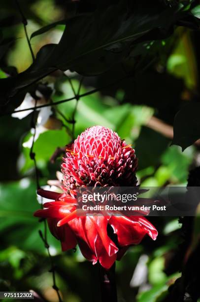 red flower - bastão do imperador imagens e fotografias de stock