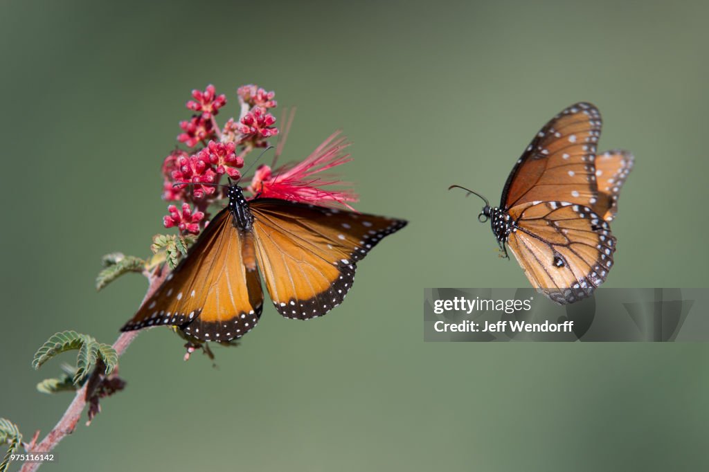Two butterflies by flower, Arizona, USA