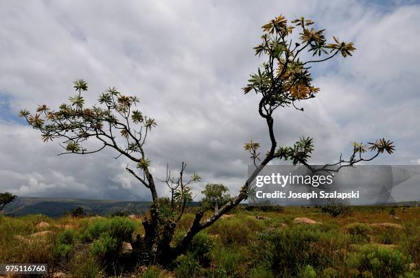 protea tree in the drakensberg mountains - protea stock pictures, royalty-free photos & images