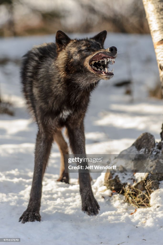 A wolf baring its teeth.