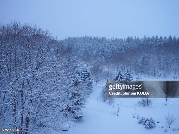 silent forest in heavy-snowed evening - snowed in stock pictures, royalty-free photos & images