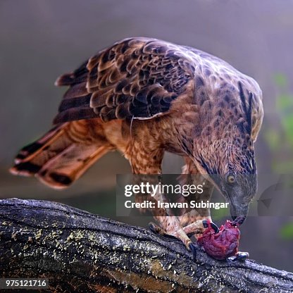 Javan Hawk Eagle Javan Hawk Eagle