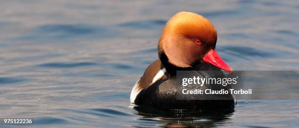 red-crested pochard (netta rufina) on garda lake, malcesine, verona, italy - rufina stock pictures, royalty-free photos & images