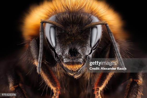 common carder bee (bombus pascuorum) queen, leechwald, graz, styria, austria - biene stock-fotos und bilder