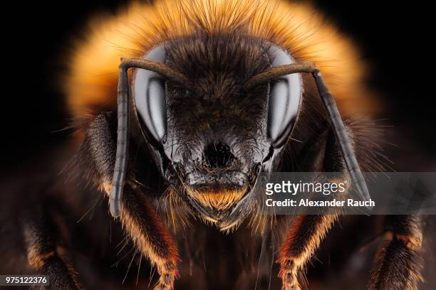 common carder bee (bombus pascuorum) queen, leechwald, graz, styria, austria - bumblebee fotografías e imágenes de stock